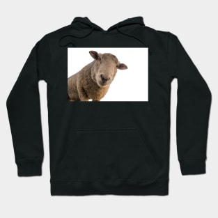 Sheep Hoodie